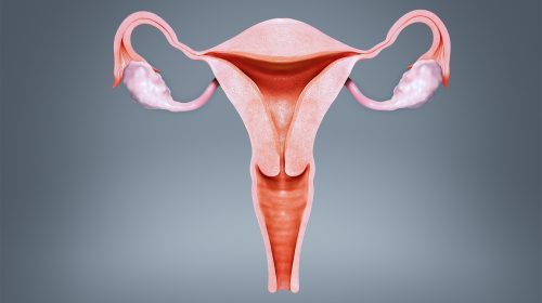 Uterus