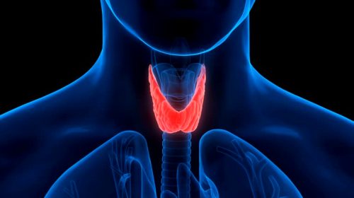 3D Illustration of Human Body Glands Anatomy (Thyroid Gland)